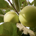 Apple variety Narodnoe