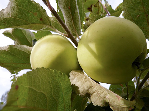 Apple variety Narodnoe