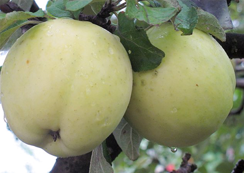 Apple variety Narodnoe