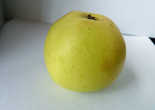 Apple variety Narodnoe