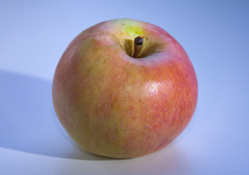 Apple variety Persianka