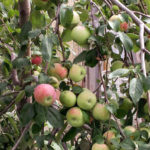 Apple variety Snowdrop