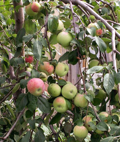 Apple variety Snowdrop