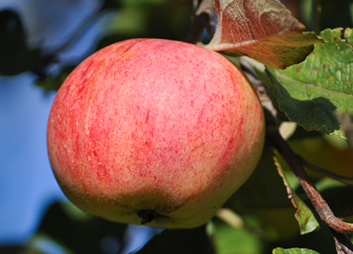 Apple variety Streyfling