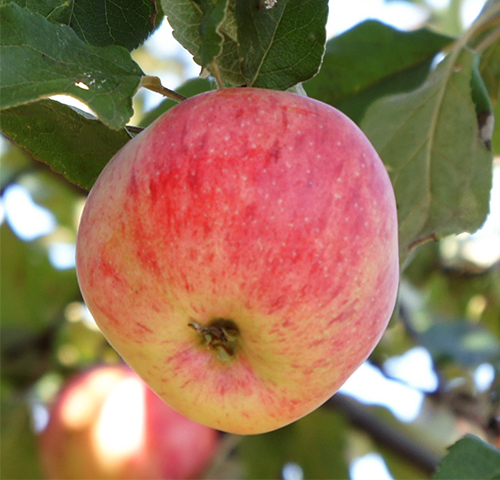 Apple variety Streyfling