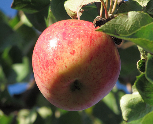 Apple variety Streyfling