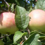 Apple variety Solntsedar