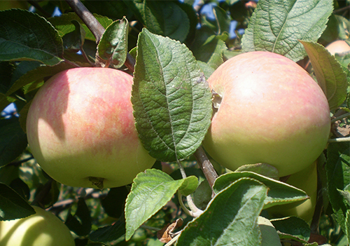 Apple variety Solntsedar