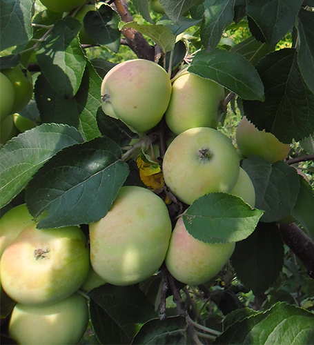 Apple variety Solntsedar