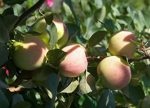 Apple variety Solntsedar