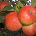 Apple variety Solnyshko