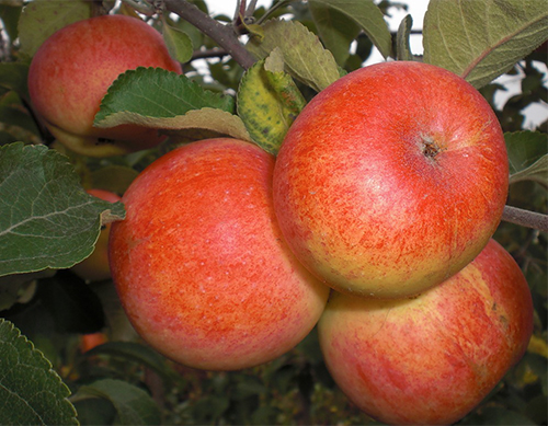 Apple variety Solnyshko