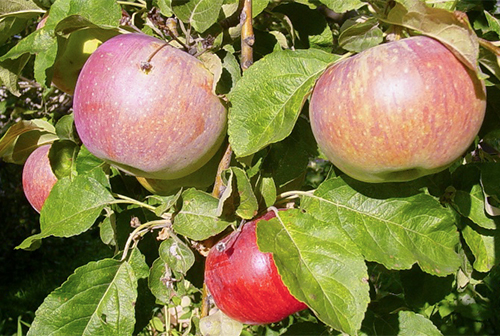 Apple variety Aport