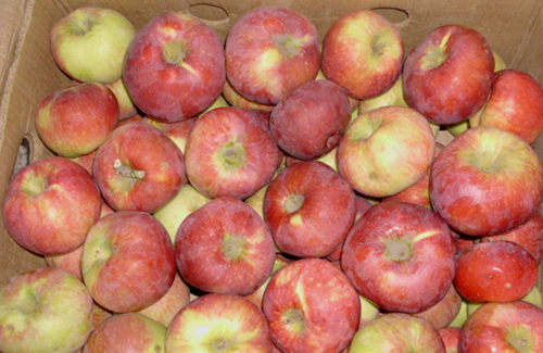 Apple variety Aport