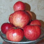 Apple variety Bashkir handsome