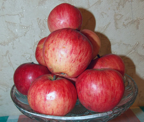 Apple variety Bashkir handsome