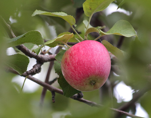 Apple variety Bashkir handsome