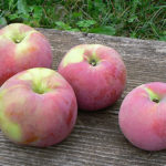 Apple variety Bryanskoe