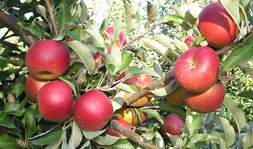 מגוון התפוחים ג'ונתן