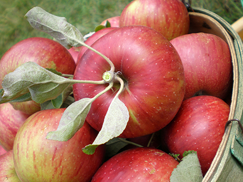 Apple variety Jonathan