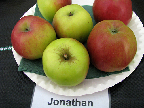 Apple variety Jonathan