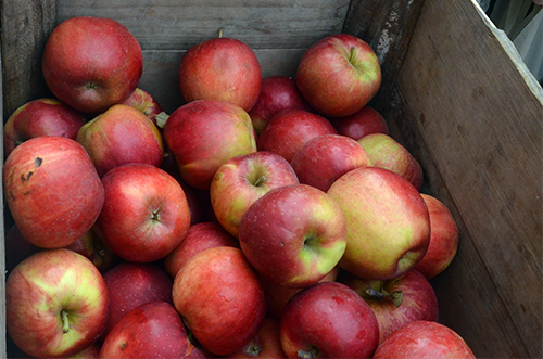 Apple variety Jonathan