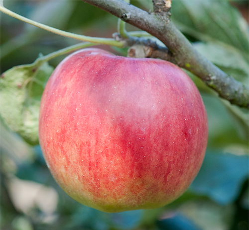 Apple variety Jonathan