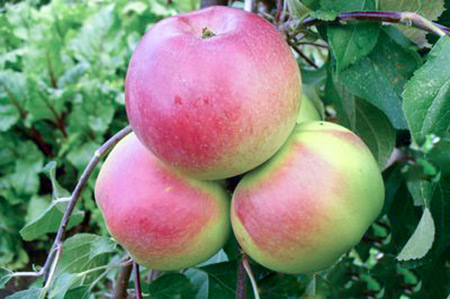 Apple variety Carpet