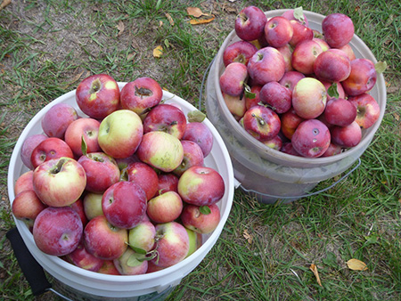 Apple variety Macintosh (Mekintosh)