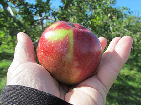 Apple variety Macintosh (Mekintosh)