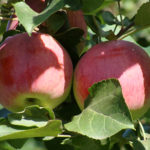 Apple variety Orlovskoe striped