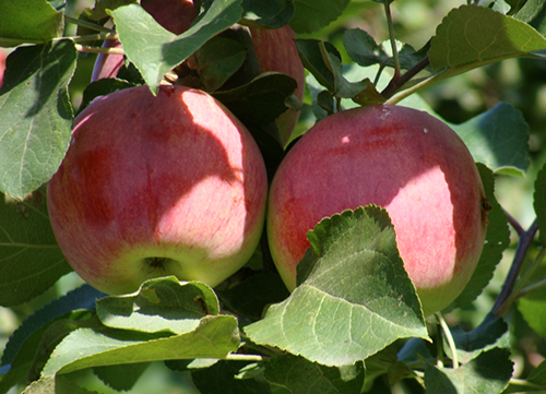 Apple variety Orlovskoe striped