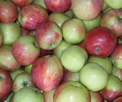 Apple variety Orlovskoe striped