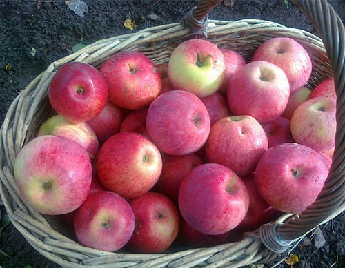 Apple variety Orlovskoe striped