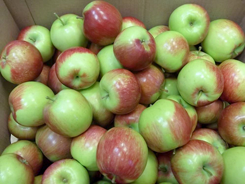 Apple variety Orlovskoe striped