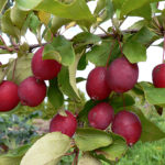 Apple variety Long (Kitayka)