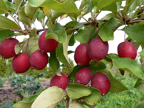 Apple-variant Long (Kitayka)