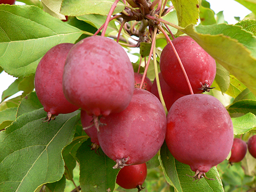 Apple variety Long (Kitayka)