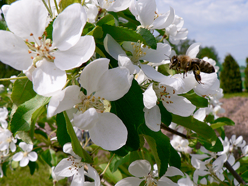 Apple variety Long (Kitayka)