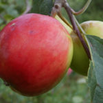 Apple variety Ekrannoe