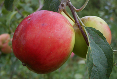 Apple variety Ekrannoe