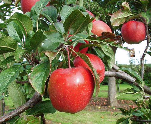 Apple variety Gloucester