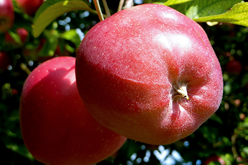 Apple variety Gloucester