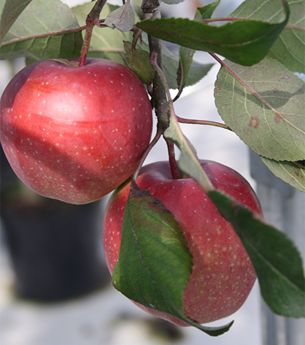 Apple variety Gloucester