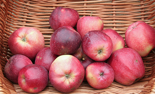 Apple variety Gloucester