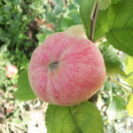 Apple variety Malinovka (Suislepskoe)