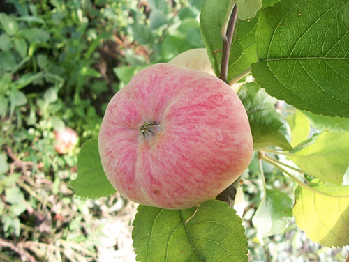 Apple variety Malinovka (Suislepskoe)