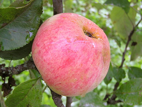 Apple variety Malinovka (Suislepskoe)