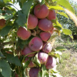 Apple variety Moscow necklace (columnar apple tree)