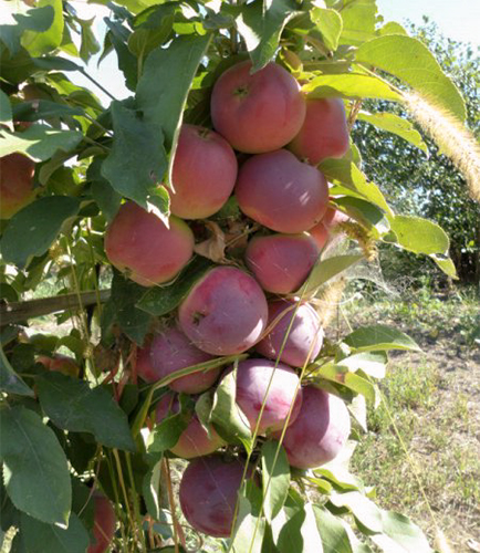 Kalung pelbagai jenis epal Moscow (pokok epal kolumnar)